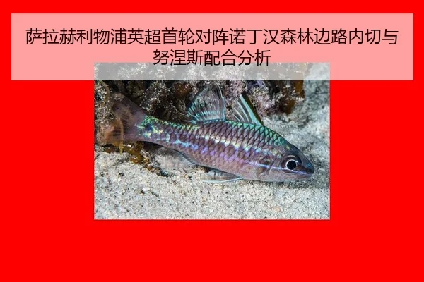 sa-la-he-li-wu-pu-ying-chao-shou-lun-dui-zhen-nuo-ding-han-sen-lin-bian-lu-nei-qie-yu-nu-nie-si-pei-he-fen-xi-2-180.jpg